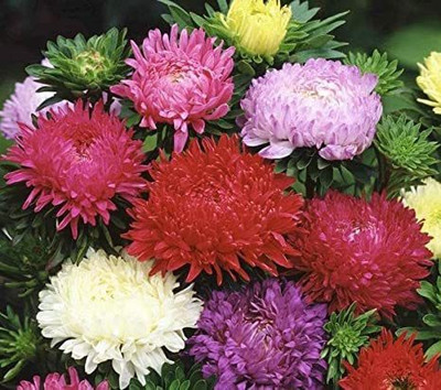 XOLDA Aster Seed(37 per packet)