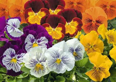 XOLDA Viola Seed(25 per packet)