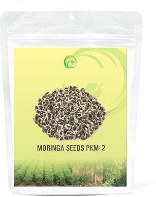 MKR ENTRPRISES Drumstick Seed(170 per packet)