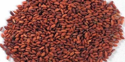 MyGodGift Asaliya Seed, Garden Cress Halim Seeds, Halam Seeds, Halm Seeds Seed(200 g)