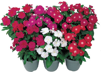 Mozette Vinca Seed(35 per packet)