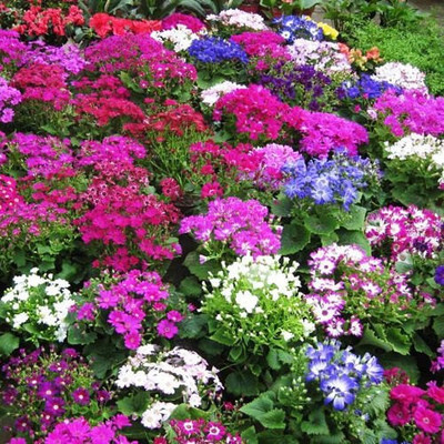 XOLDA Cineraria Seed(45 per packet)