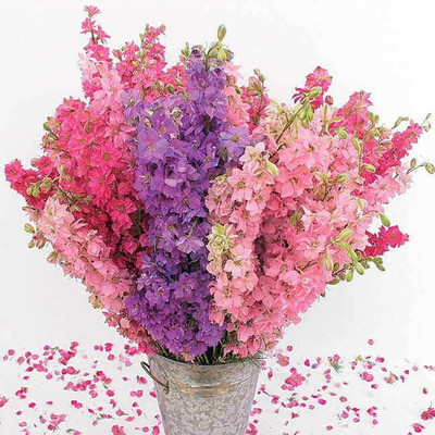 XOLDA Larkspur Seed(30 per packet)