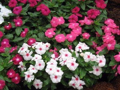 XOLDA Vinca Seed(45 per packet)