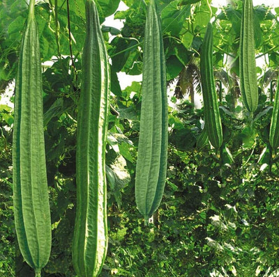 MKR Enterprises Tori Seed(110 per packet)