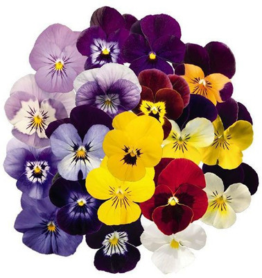 XOLDA Viola Seed(45 per packet)