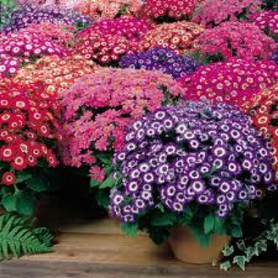 XOLDA Cineraria Seed(40 per packet)