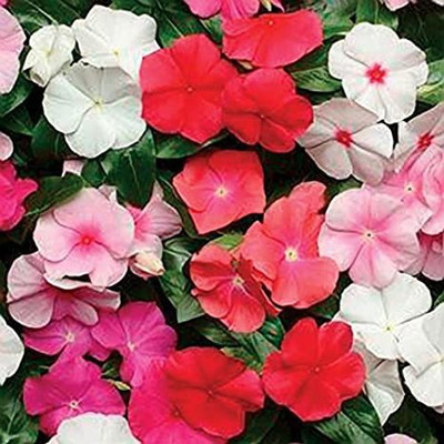 XOLDA Vinca Seed(45 per packet)