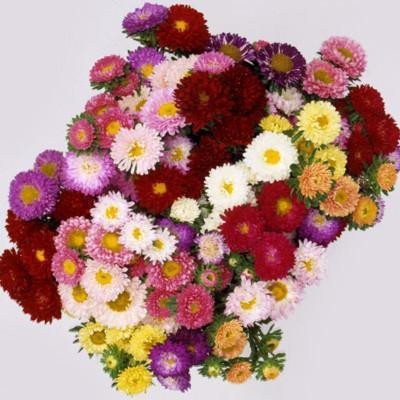 XOLDA Aster Seed(37 per packet)