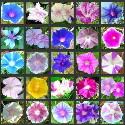 XOLDA Morning Glory mix Seed(35 per packet)