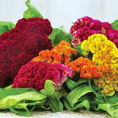 XOLDA Cocksomb Seed(45 per packet)