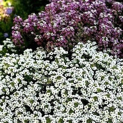 XOLDA Sweet Allysum Seed(30 per packet)