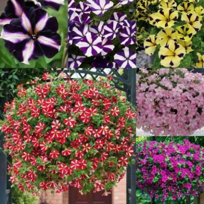 XOLDA Petunia Ultra Star Seed(40 per packet)