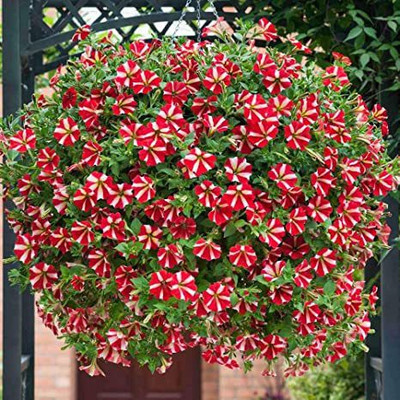 XOLDA Petunia Ultra Star Seed(45 per packet)