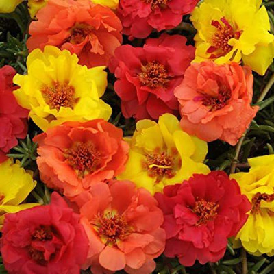 XOLDA Viola Seed(31 per packet)