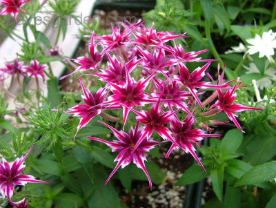 XOLDA Phox twinkle Seed(20 per packet)