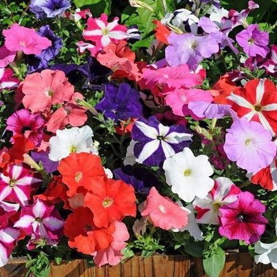 XOLDA Petunia Seed(45 per packet)