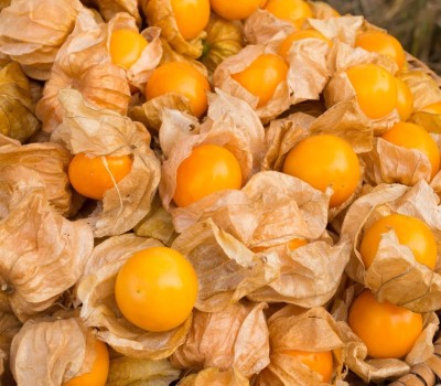 QALANDAR Ground Cherry Seed(100 per packet)