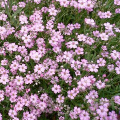 XOLDA Gypsophila Seed(50 per packet)