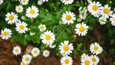 XOLDA Daisy White Seed(21 per packet)