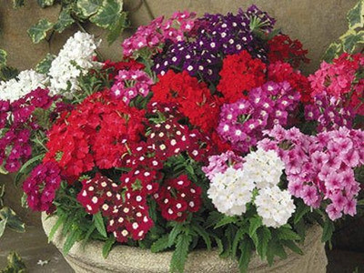 XOLDA Verbana Seed(20 per packet)