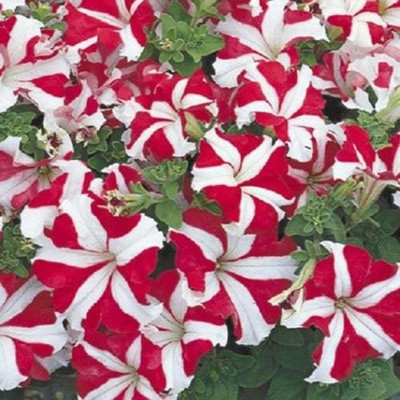 XOLDA Cineraria Seed(31 per packet)