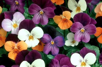 XOLDA Viola Seed(45 per packet)