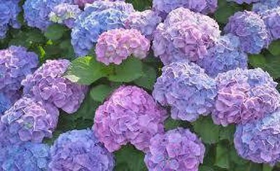 GreenyOn Hydrangea Plant(Hybrid, Pack of 1)