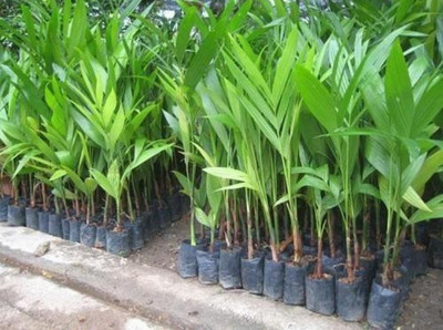 Ukanda Betel Nut/Supari Plant(Hybrid, Pack of 1)