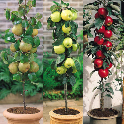 Cloud Farm Apple Plant(Hybrid, Pack of 1)
