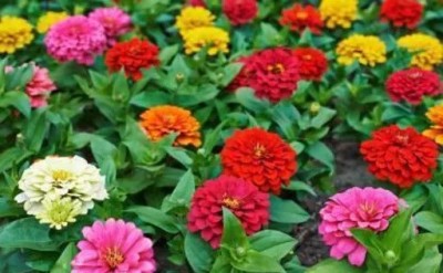 Poches Zinnia Mixed Seed Seed(40 per packet)