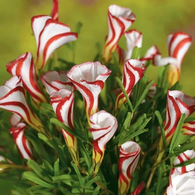 Audbhidhi Winter Flower Seeds Combo Oxalis Seed(5 per packet)