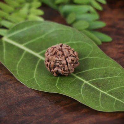 Squareknot Certified Nepali 5 Mukhi Rudraksha Five face Rudraha with Certificate Beads Wood Locket Set