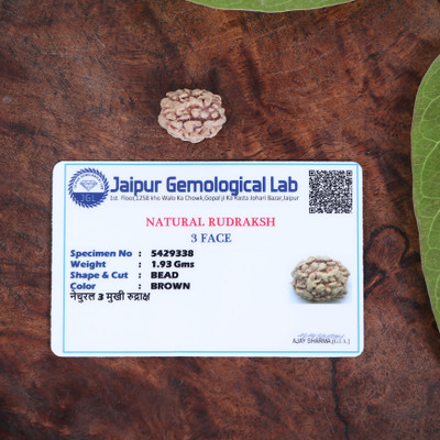 Squareknot Certified Nepali 3 Mukhi Rudraksha Brown Color with Certificate Oval Shape Beads Wood Locket Set