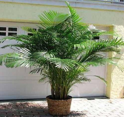 Heaven Of Saplings Areca Palm(Hybrid, Pack of 1)