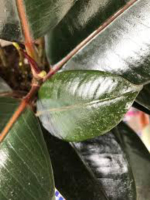 EliteGreen Rubber Tree(Hybrid, Pack of 1)