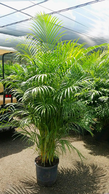 EliteGreen Areca Palm(Hybrid, Pack of 1)