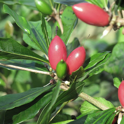 Abamec Berry Fruit Tree Seed(10 per packet)