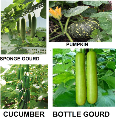 classic green earth cucumber pumpkin sponge gourd bottle gourd seed combo Seed(50 per packet)