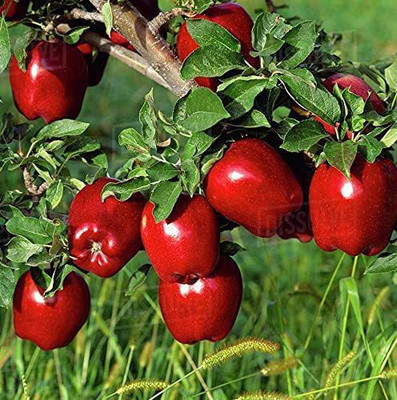 KANAYA Apple Seed(7 per packet)