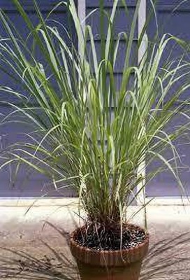 Oxygreenplant Lemon Grass Plant(Hybrid, Pack of 1)