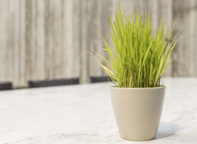 My Dream Nursery Lemon Grass Plant(Hybrid, Pack of 1)