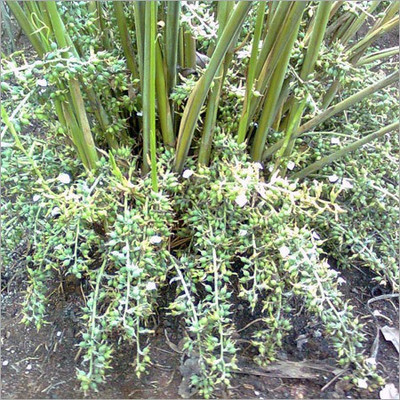 GreenyOn Elaichi/Cardamom Plant(Hybrid, Pack of 1)