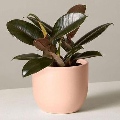 PlantQuipo Rubber Tree(Hybrid, Pack of 1)