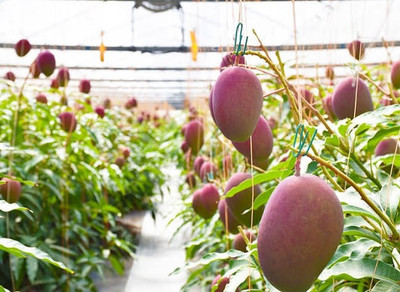 Miyazaki Mango Dwarfs Plant Mango Plant(Hybrid, Pack of 1)