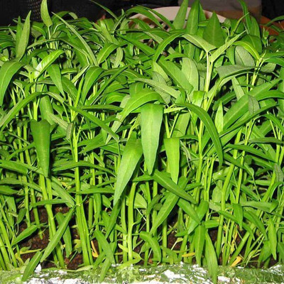 Arshiayat Desi Water spinach seeds for home garden, Kalmi saag Seed(70 per packet)