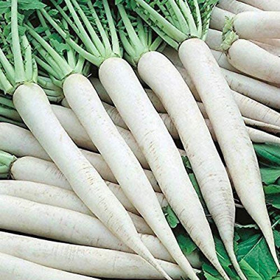 KANAYA Radish - Long Mooli Hybrid Vegetable Seeds Seed(70 per packet)