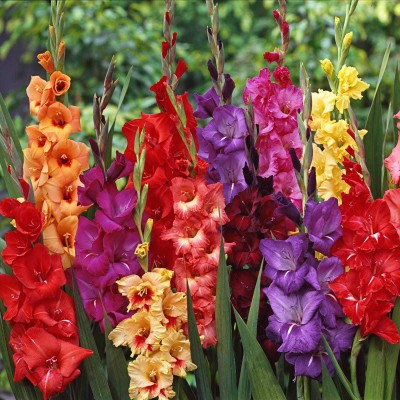 decorhomz Gladiolus flower bulbs pack of 5 for your colourfull garden Seed(5 per packet)