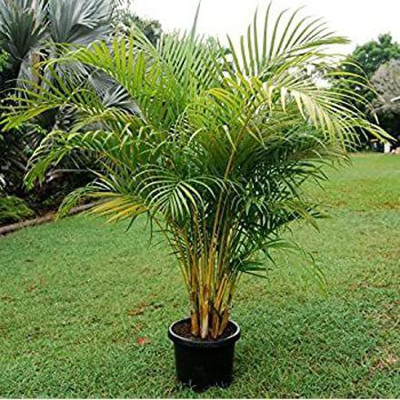 classic green earth Areca Palm plant 20 seeds for seedling Seed(20 per packet)