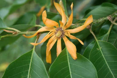 Elanthalir Golden Champa Plant(Hybrid, Pack of 1)